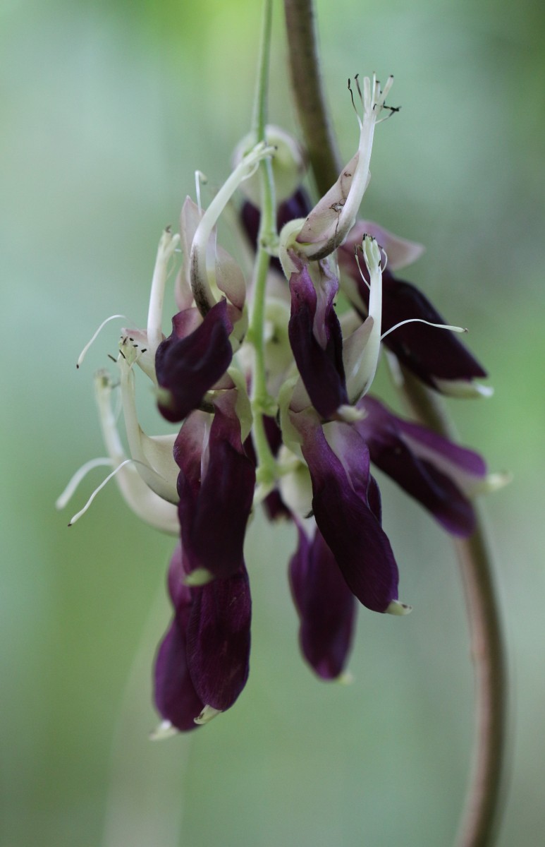 Mucuna pruriens var. pruriens (L.) DC.